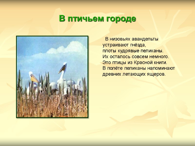 В птичьем городе   В низовьях авандельты  устраивают гнёзда,  плоты кудрявые